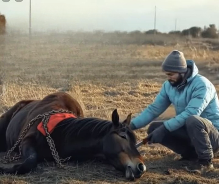 Veterinarian Rescues Wild Stallion from Rusted Chains, Receives Touching Gesture of Gratitude