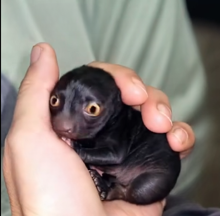 Man Rescues Mysterious Forest Creature—A Year Later, He’s Amazed by Its Transformation
